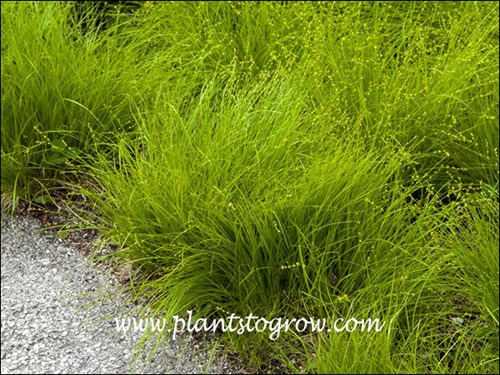 Eastern Star Sedge (Carex radiata)